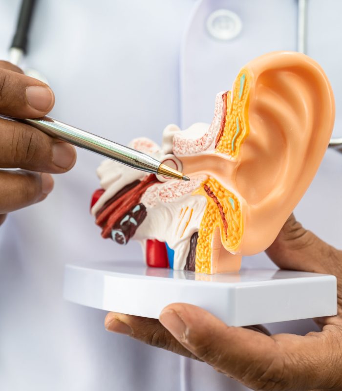 Asian doctor holding human ear model to learn and treat hearing Asian doctor holding human ear model to learn and treat hearing loss in patient.